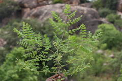Moringa concanensis